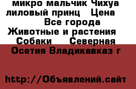 микро мальчик Чихуа лиловый принц › Цена ­ 90 - Все города Животные и растения » Собаки   . Северная Осетия,Владикавказ г.